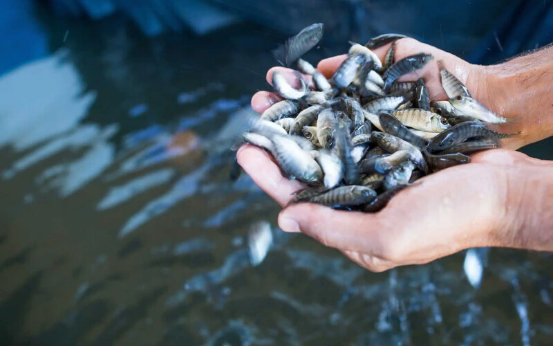 Tilapia fingerlings