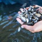 Tilapia fingerlings