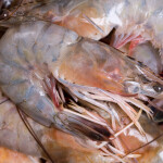 Louisiana shrimp
