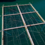 A Chilean salmon farm
