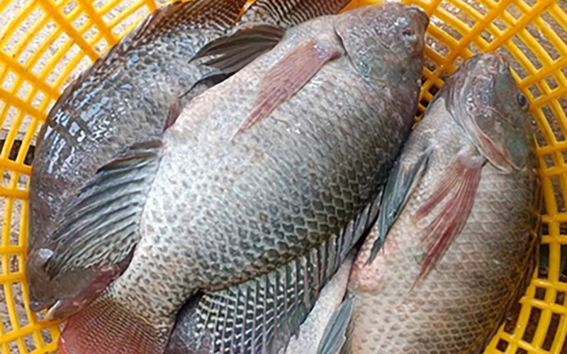 Tilapia in a basket