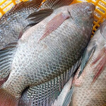 Tilapia in a basket