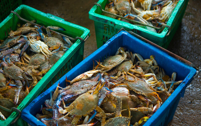 swimming crab