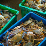 swimming crab