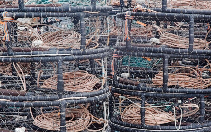 A pile of Dungeness crab