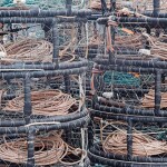 A pile of Dungeness crab