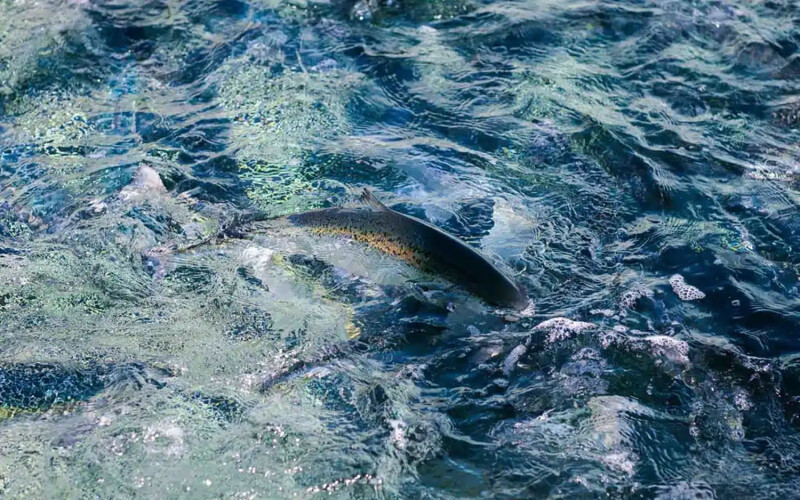 A salmon swimming in a SalMar net pen