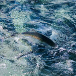 A salmon swimming in a SalMar net pen