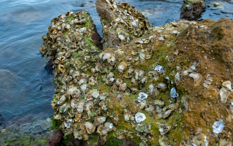 Wild oysters in Florida