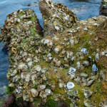 Wild oysters in Florida