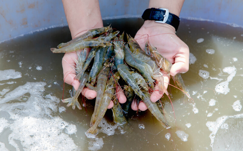 A farmer holding a pile of shrimp