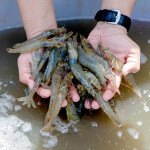 A farmer holding a pile of shrimp