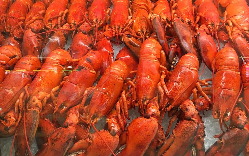 A pile of cooked lobsters in Nova Scotia, Canada