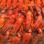 A pile of cooked lobsters in Nova Scotia, Canada