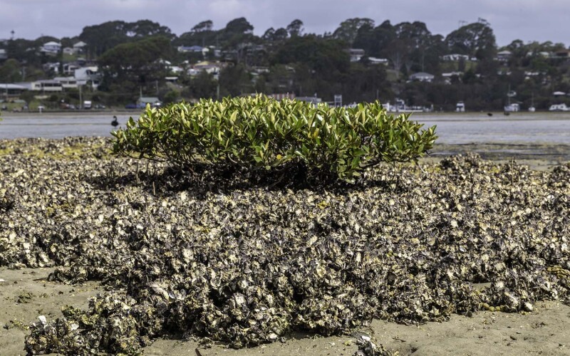 Sydney rock oysters
