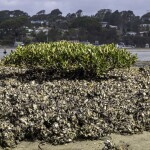 Sydney rock oysters