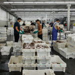 A Dutch seafood distribution warehouse