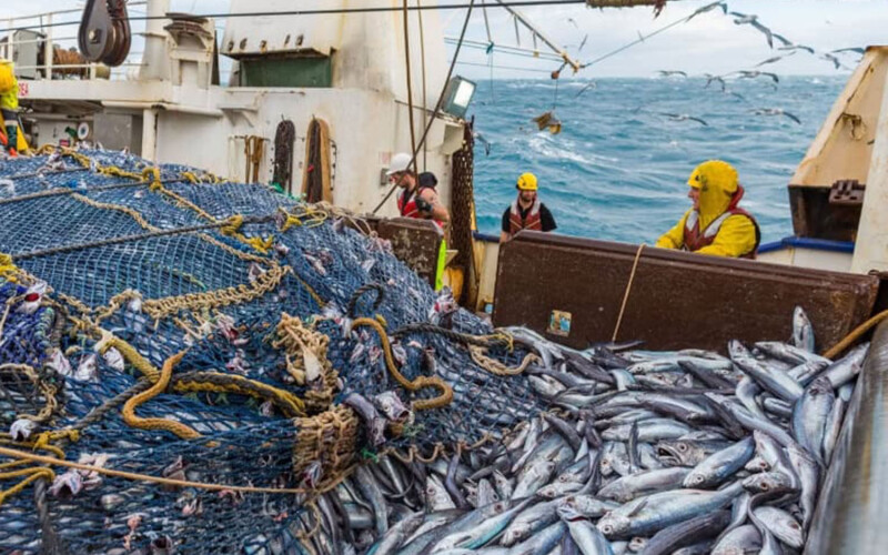 A group of people in New Zealand fishing for hoki
