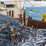 A group of people in New Zealand fishing for hoki