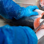 A person processing a salmon