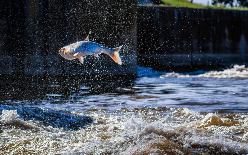 an asian carp