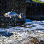 an asian carp