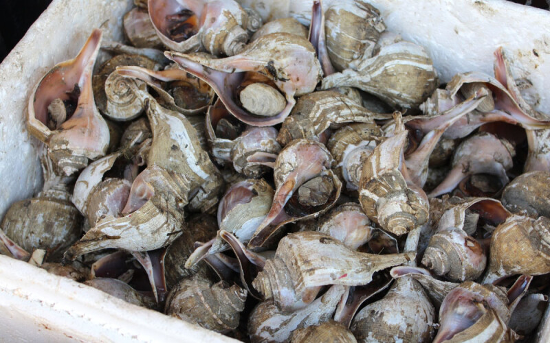 conch being sold in NYC