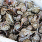 conch being sold in NYC