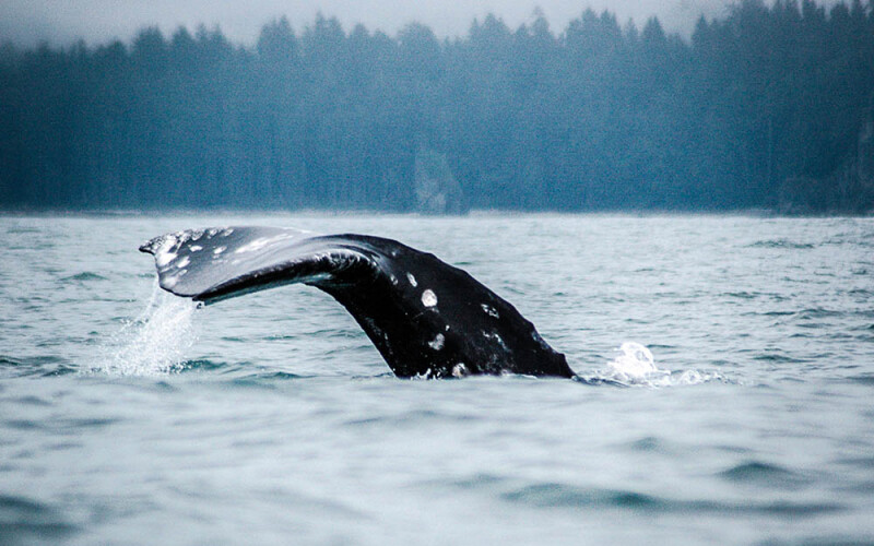 a gray whale taile