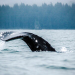 a gray whale taile