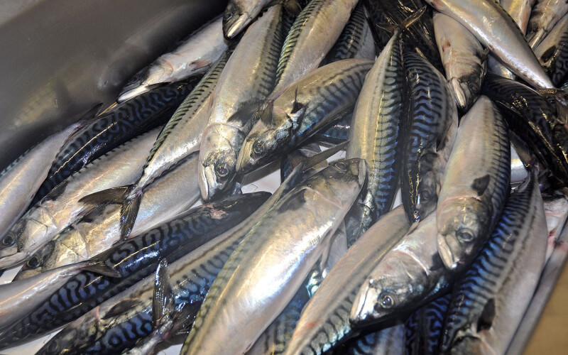 A pile of freshly caught mackerel