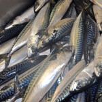 A pile of freshly caught mackerel