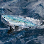 An Andfjord farmed salmon