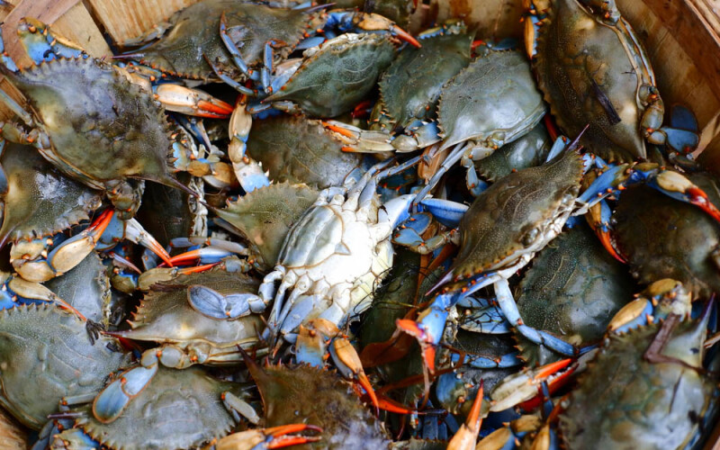 blue crabs