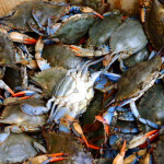 blue crabs