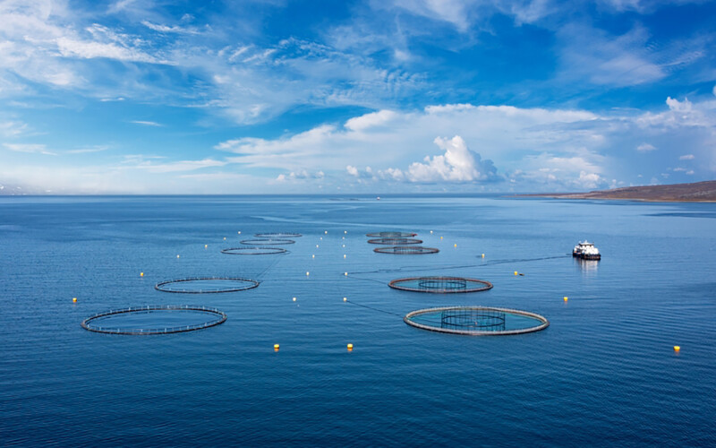 A Norwegian salmon farm