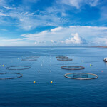 A Norwegian salmon farm