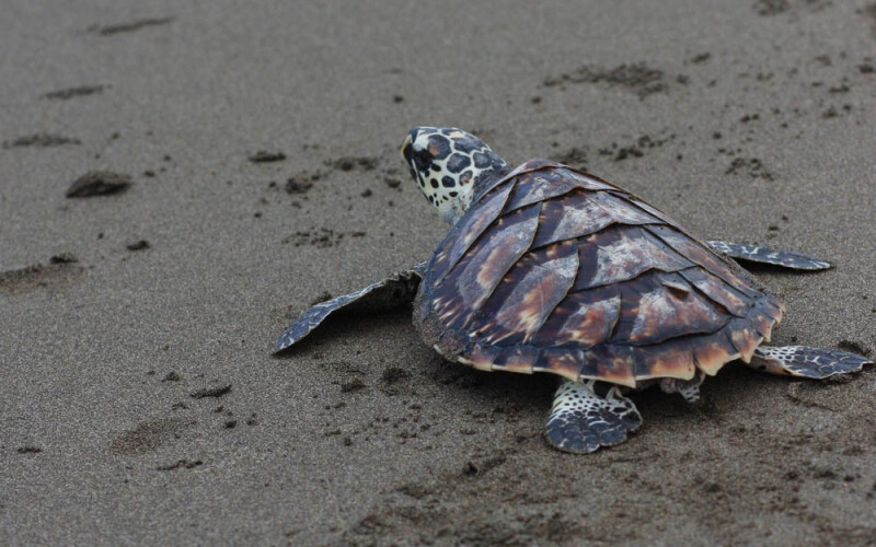 a sea turtle