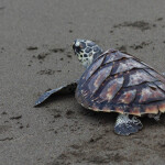 a sea turtle