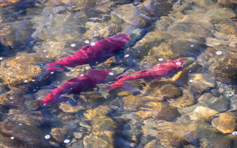 Sockeye salmon