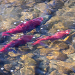 Sockeye salmon