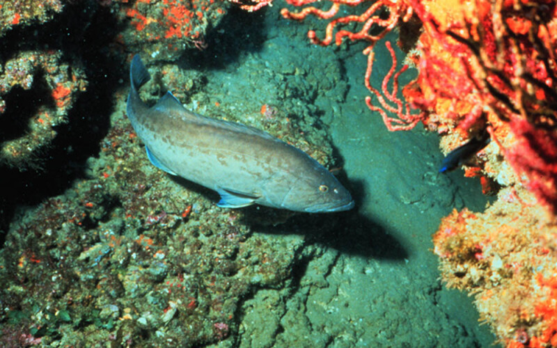 gag grouper