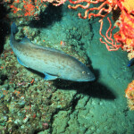 gag grouper
