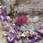 red sea urchin