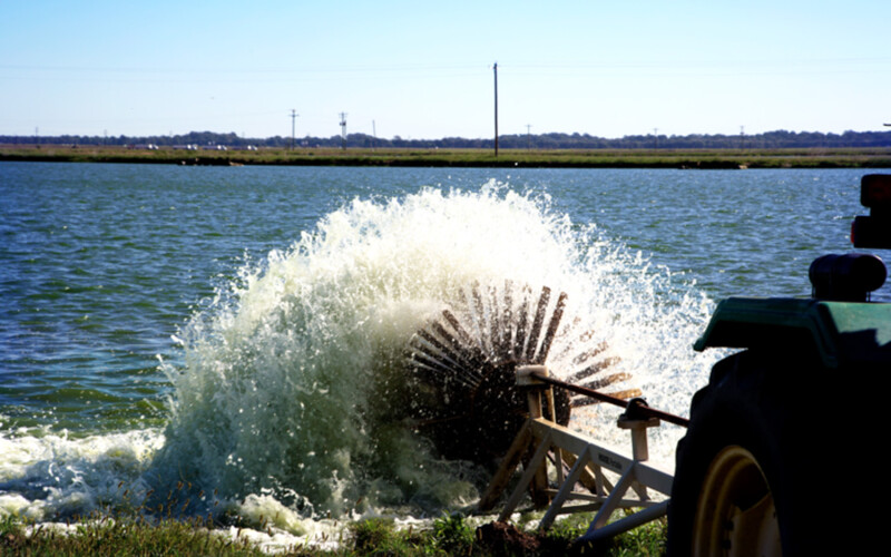 A Heartland Catfish farm