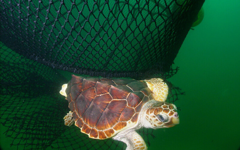 A turtle