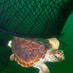 A turtle