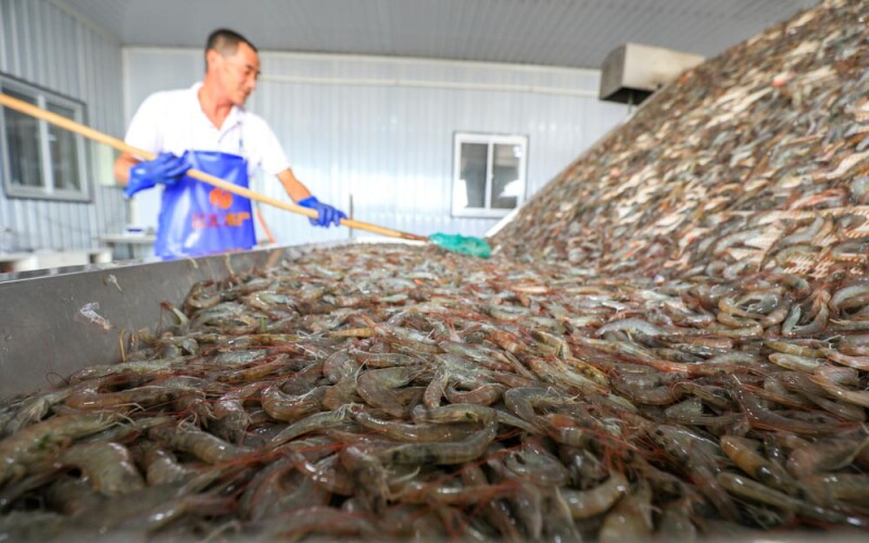 shrimp processing in China