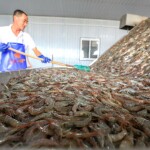 shrimp processing in China