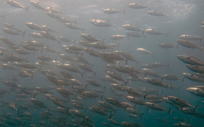 A school of tuna swimming
